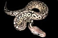 picture of Pewter Ball Python Female Sml                                                                        Python regius